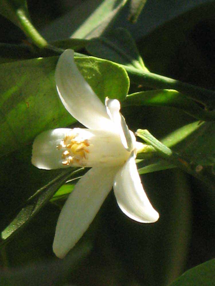              Flower (Riverside, CA)       